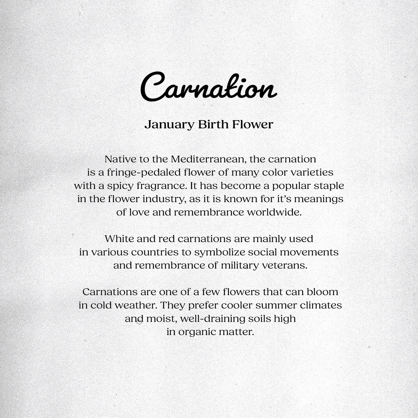 Carnation (January) - Birth Flower Card 5x7