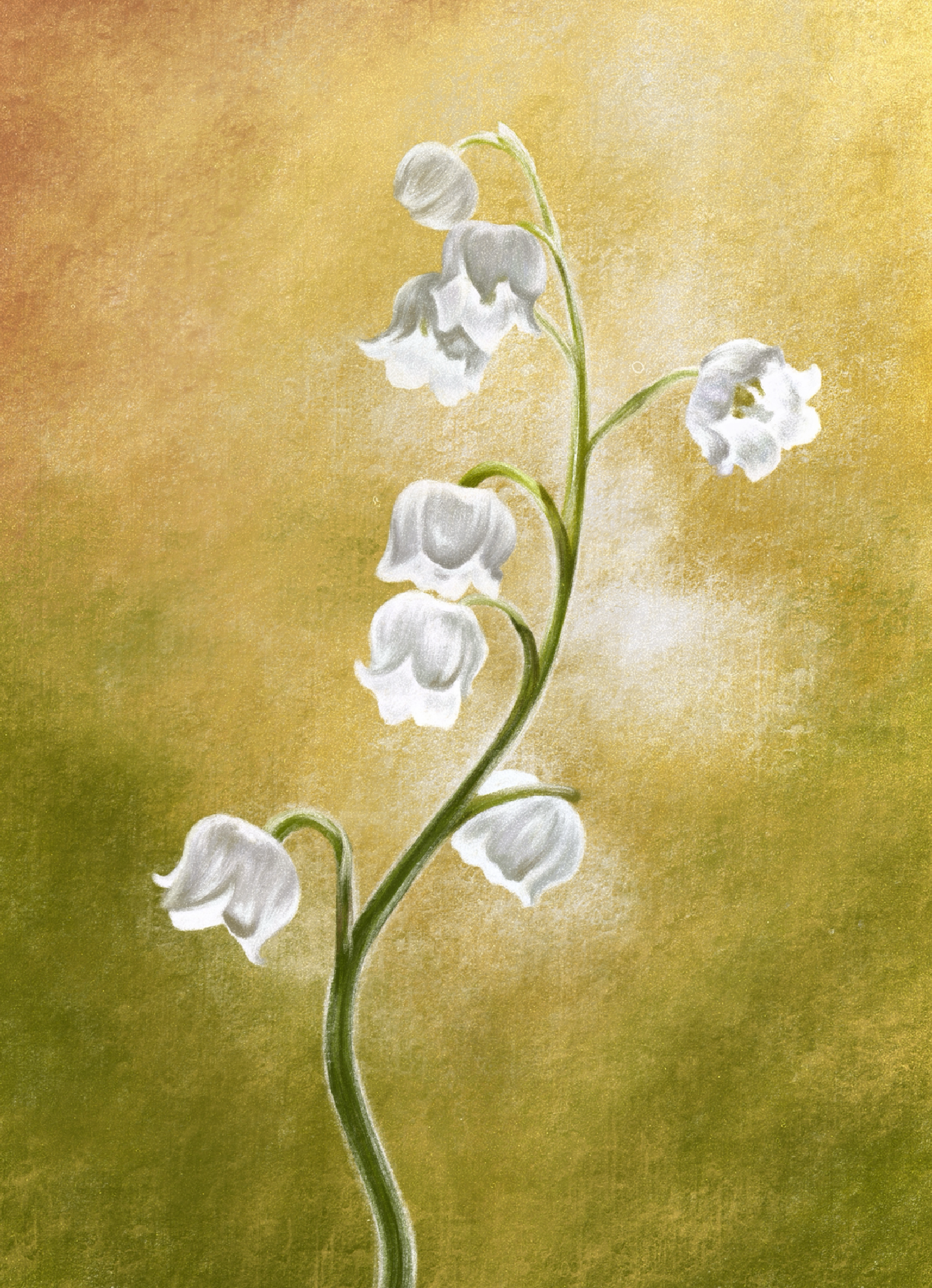 lily of the valley may birth flower Lily of the Valley (May)