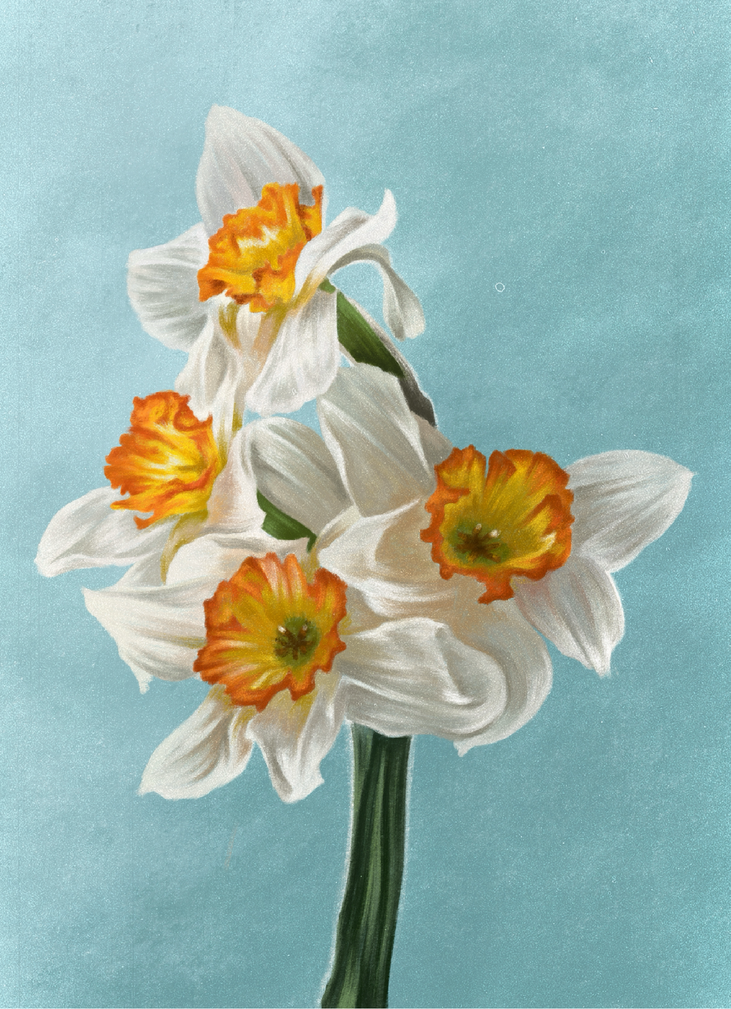 Daffodil (March) - Birth Flower Card 5x7