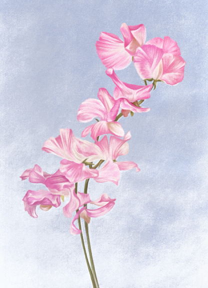 Sweet Pea (April) - Birth Flower Card 5x7