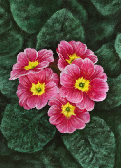 Primrose (February) - Birth Flower Card 5x7