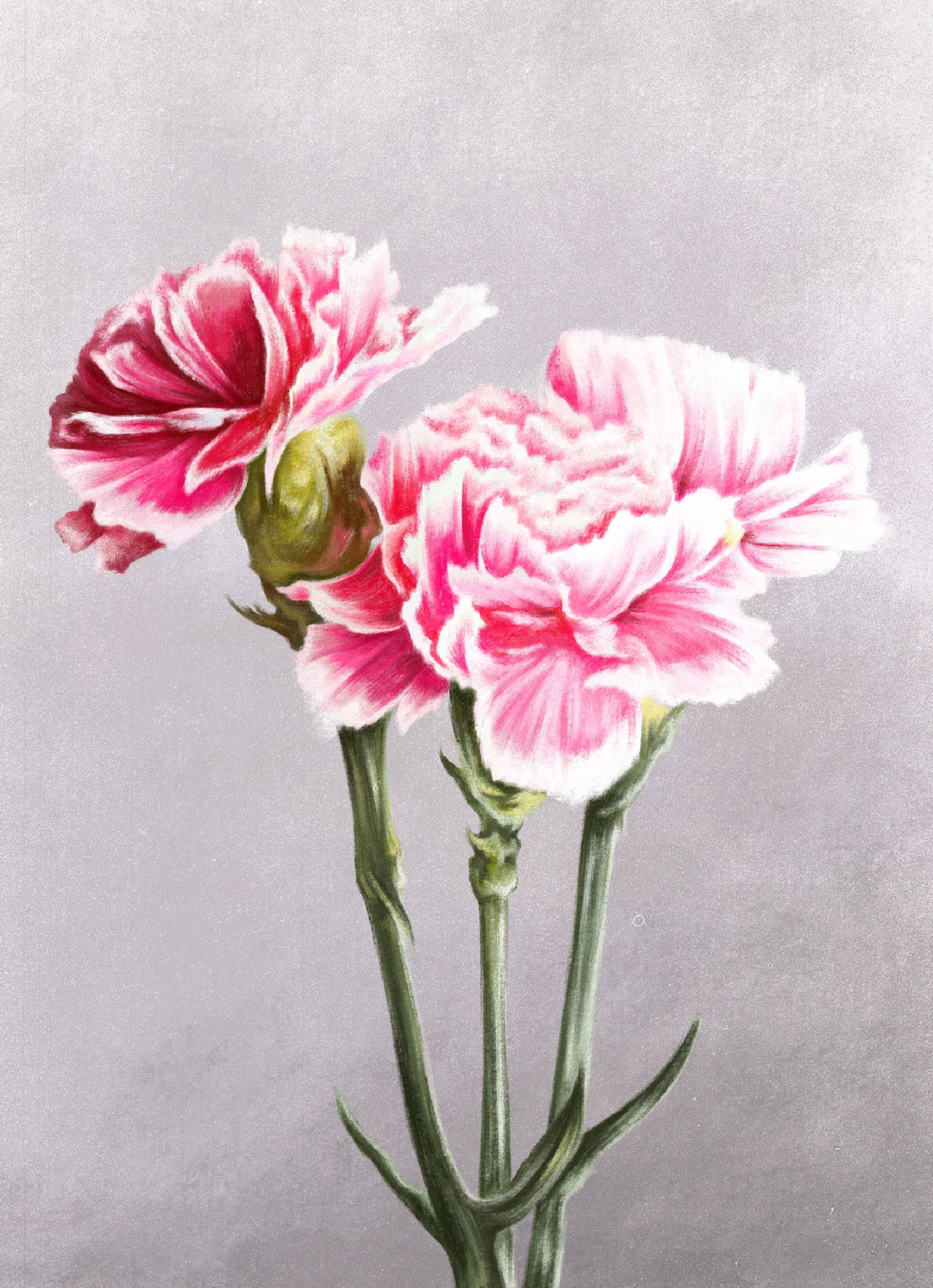 Carnation (January) - Birth Flower Framed Print – chriskcreates Carnation (January) - Birth Flower Framed Print – chriskcreates