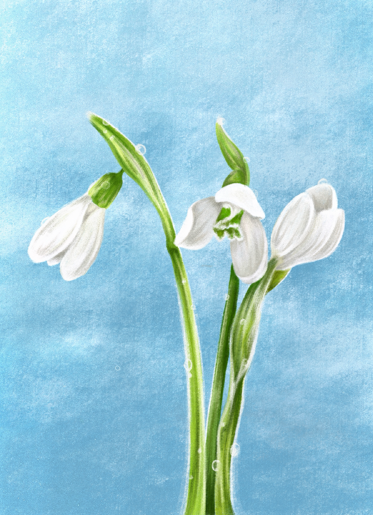 Snowdrop (January) - Birth Flower Framed Print