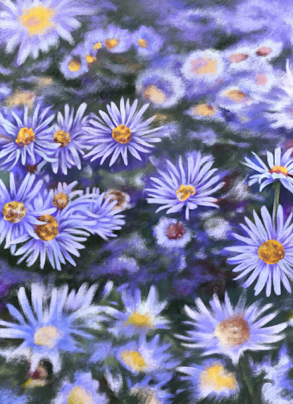 Aster (September) - Birth Flower Card 5x7