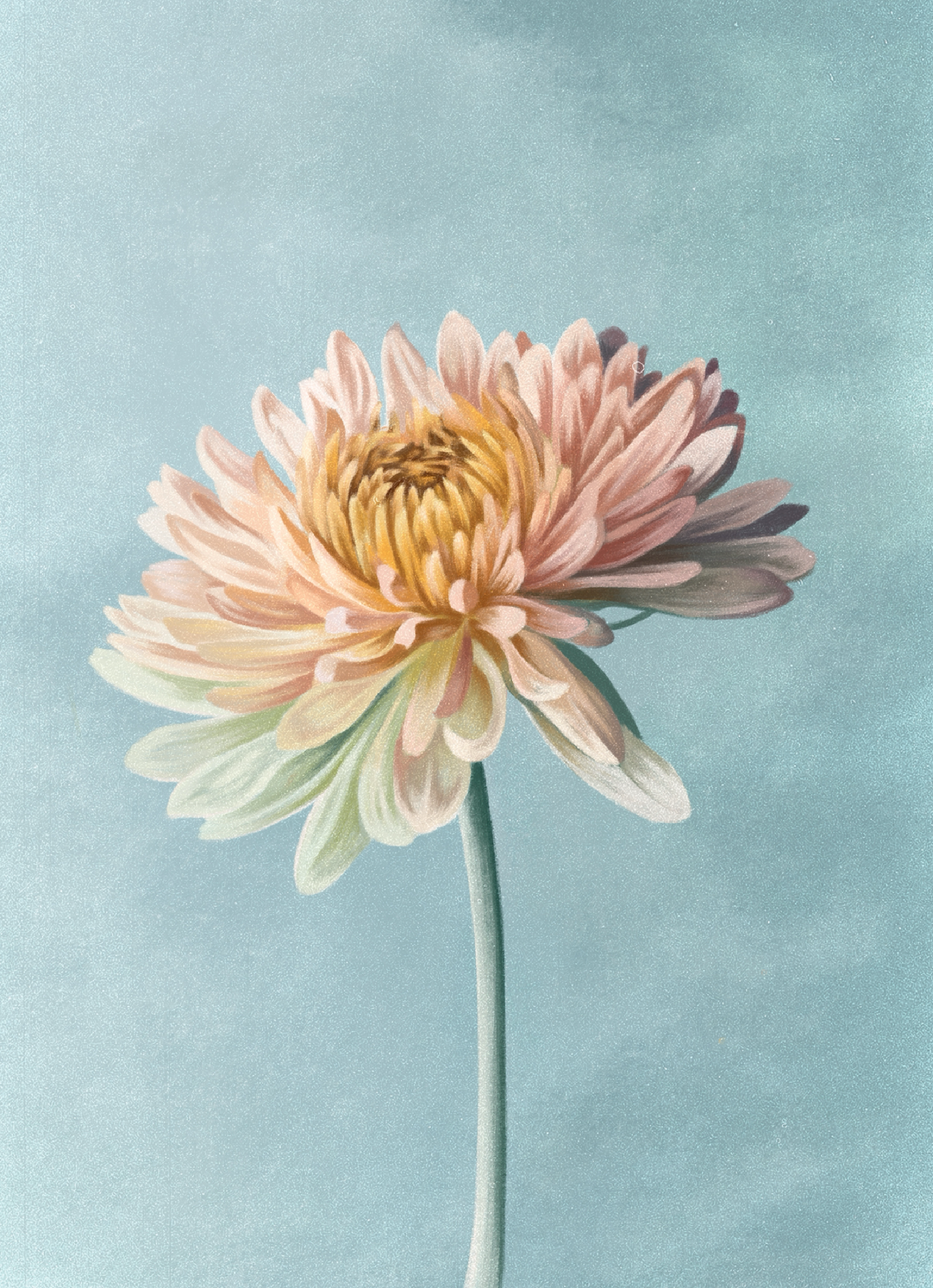 Chrysanthemum (November) - Birth Flower Card 5x7