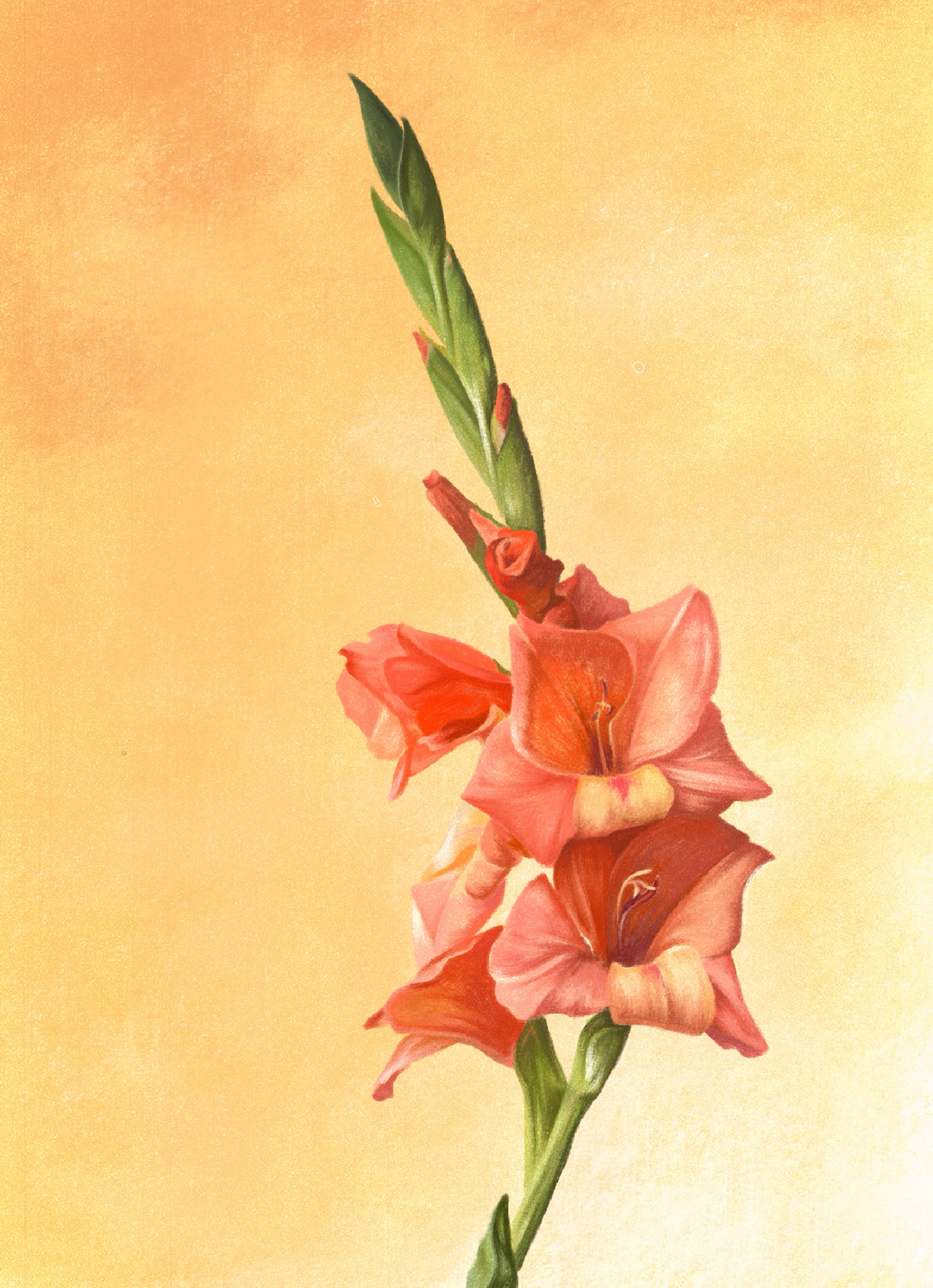 Gladiolus (August) - Birth Flower Card 5x7