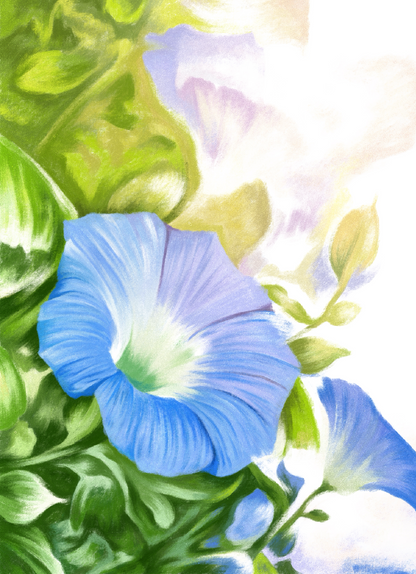 Morning Glory (September) - Birth Flower Card 5x7