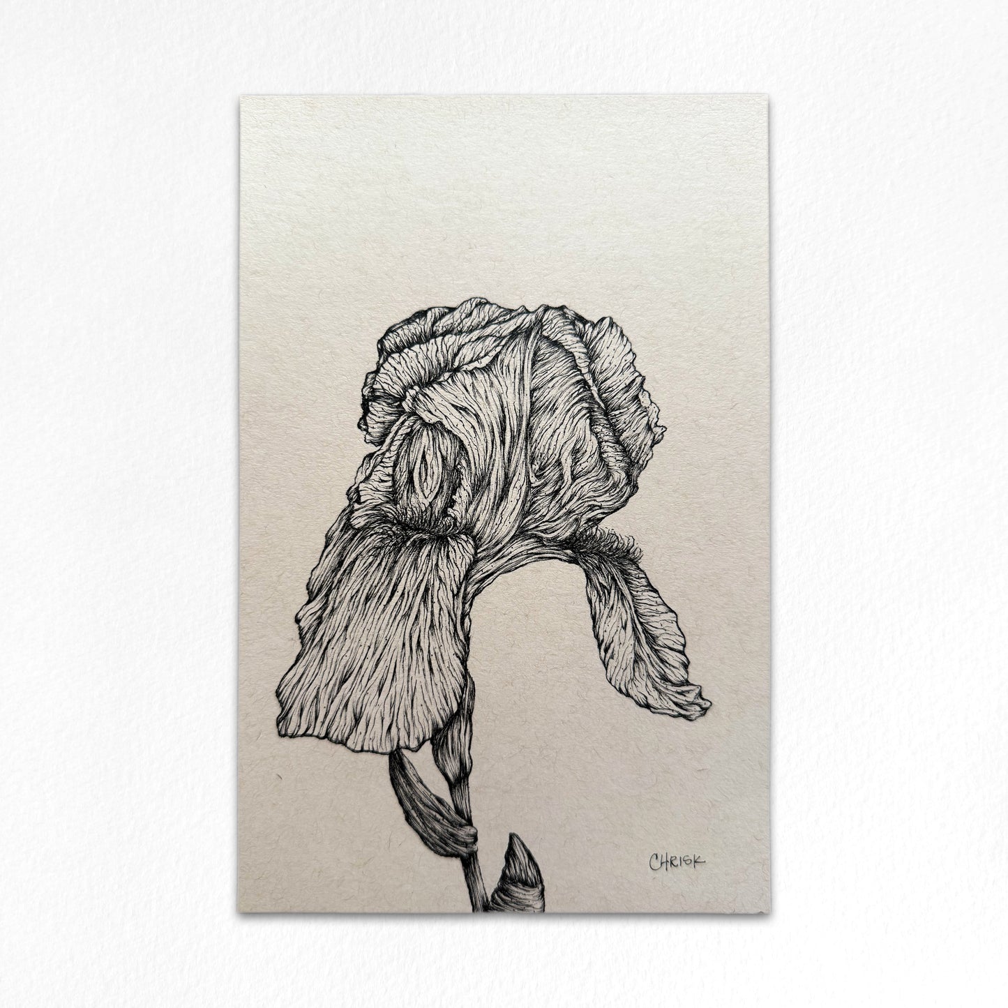 Ink Originals 33 "fresh iris study"