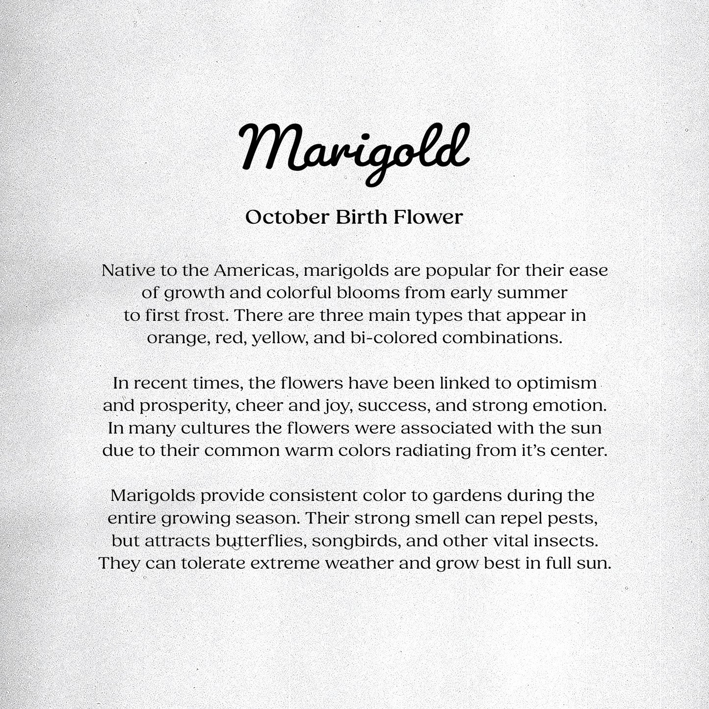 Marigold (October) - Birth Flower Card 5x7