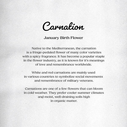 Carnation (January) - Birth Flower Card 5x7