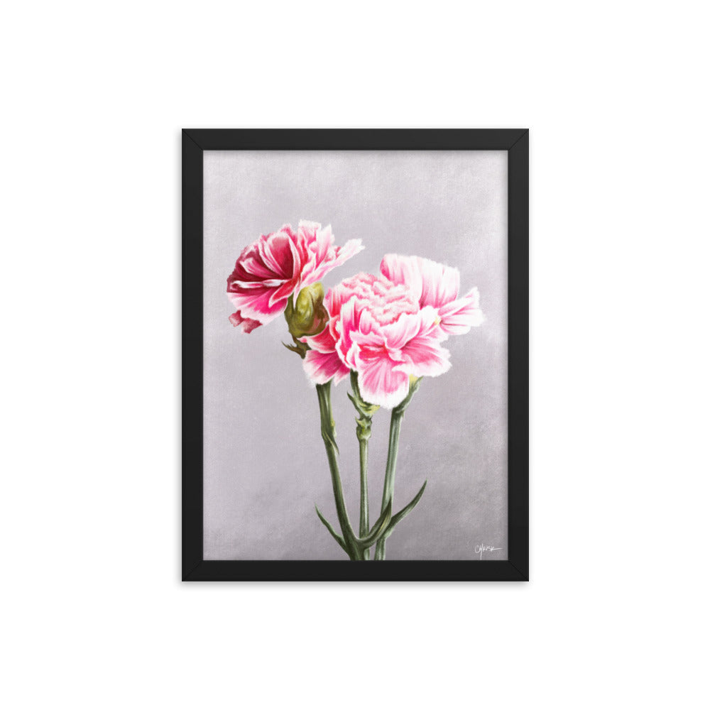 Carnation (January) - Birth Flower Framed Print