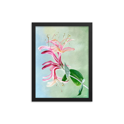 Honeysuckle (June) - Birth Flower Framed Print