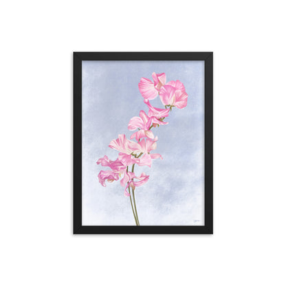 Sweet Pea (April) - Birth Flower Framed Print