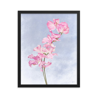 Sweet Pea (April) - Birth Flower Framed Print