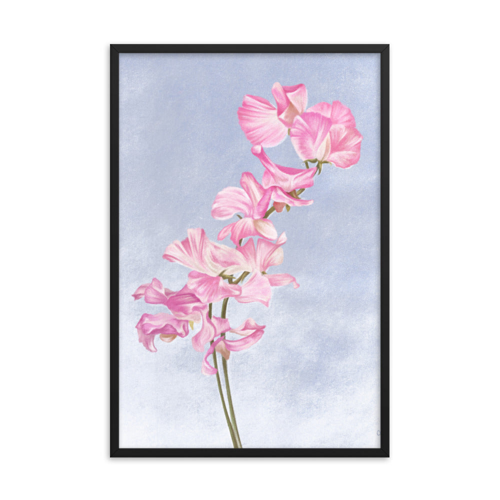 Sweet Pea (April) - Birth Flower Framed Print