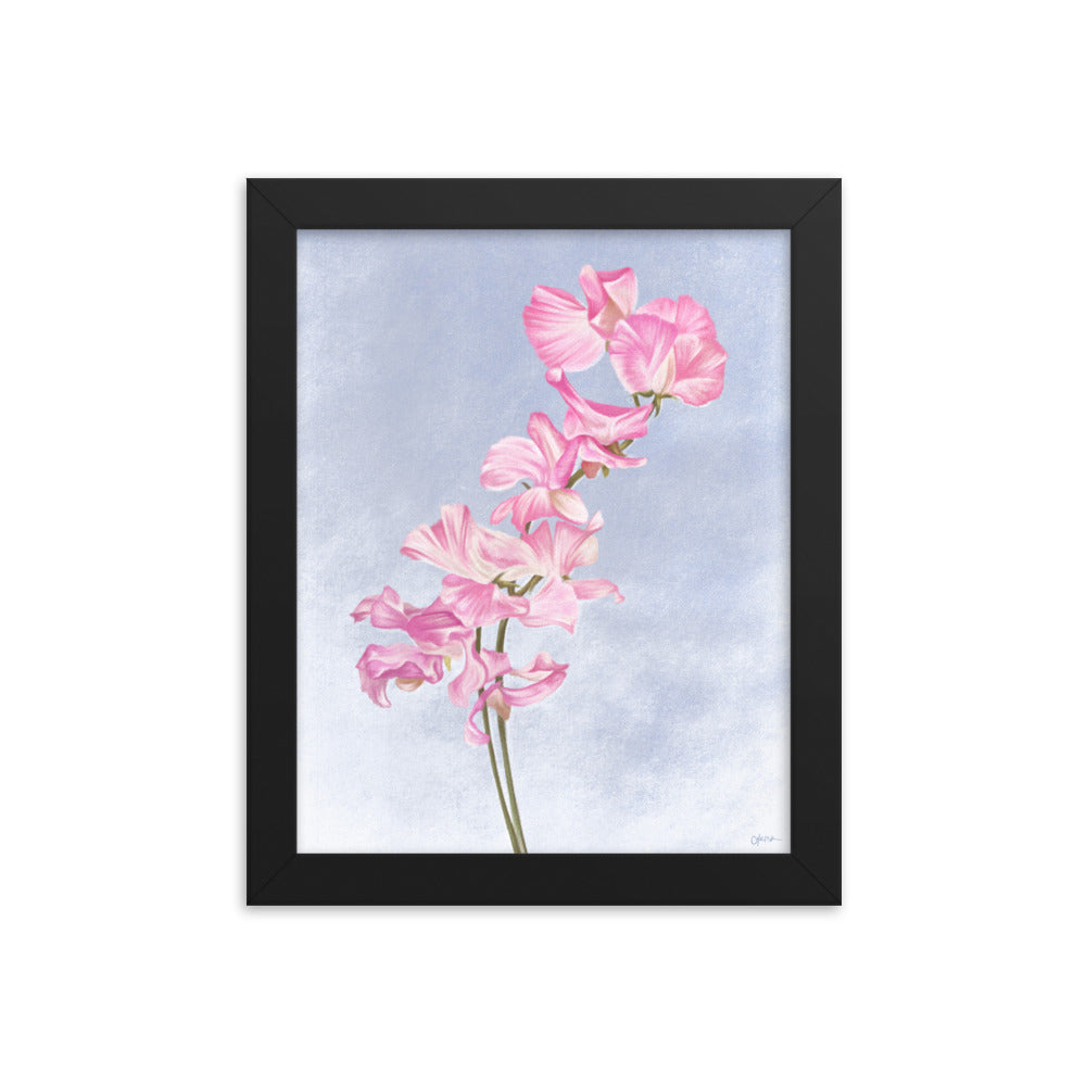 Sweet Pea (April) - Birth Flower Framed Print