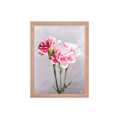 Carnation (January) - Birth Flower Framed Print