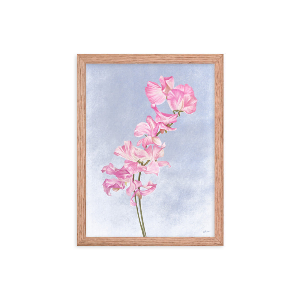 Sweet Pea (April) - Birth Flower Framed Print