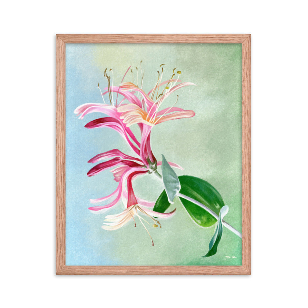 Honeysuckle (June) - Birth Flower Framed Print