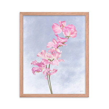 Sweet Pea (April) - Birth Flower Framed Print