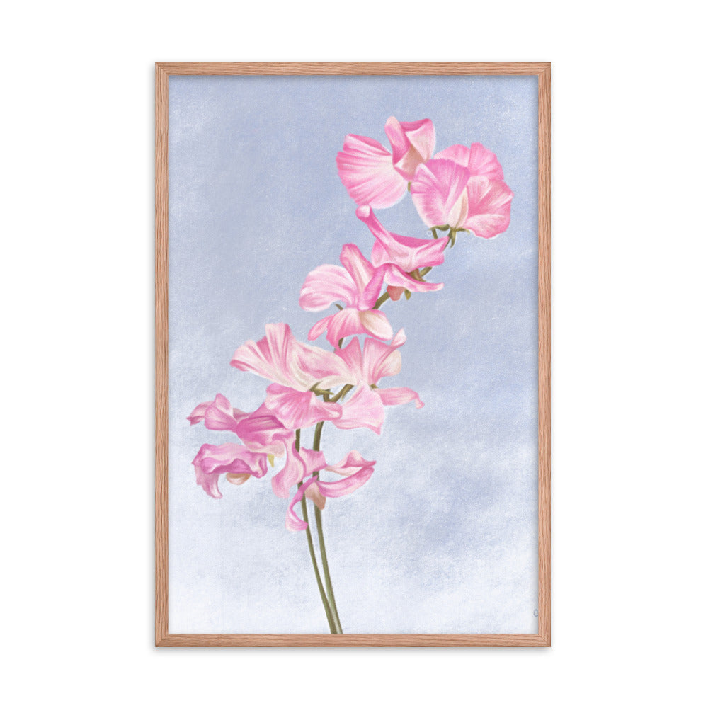 Sweet Pea (April) - Birth Flower Framed Print