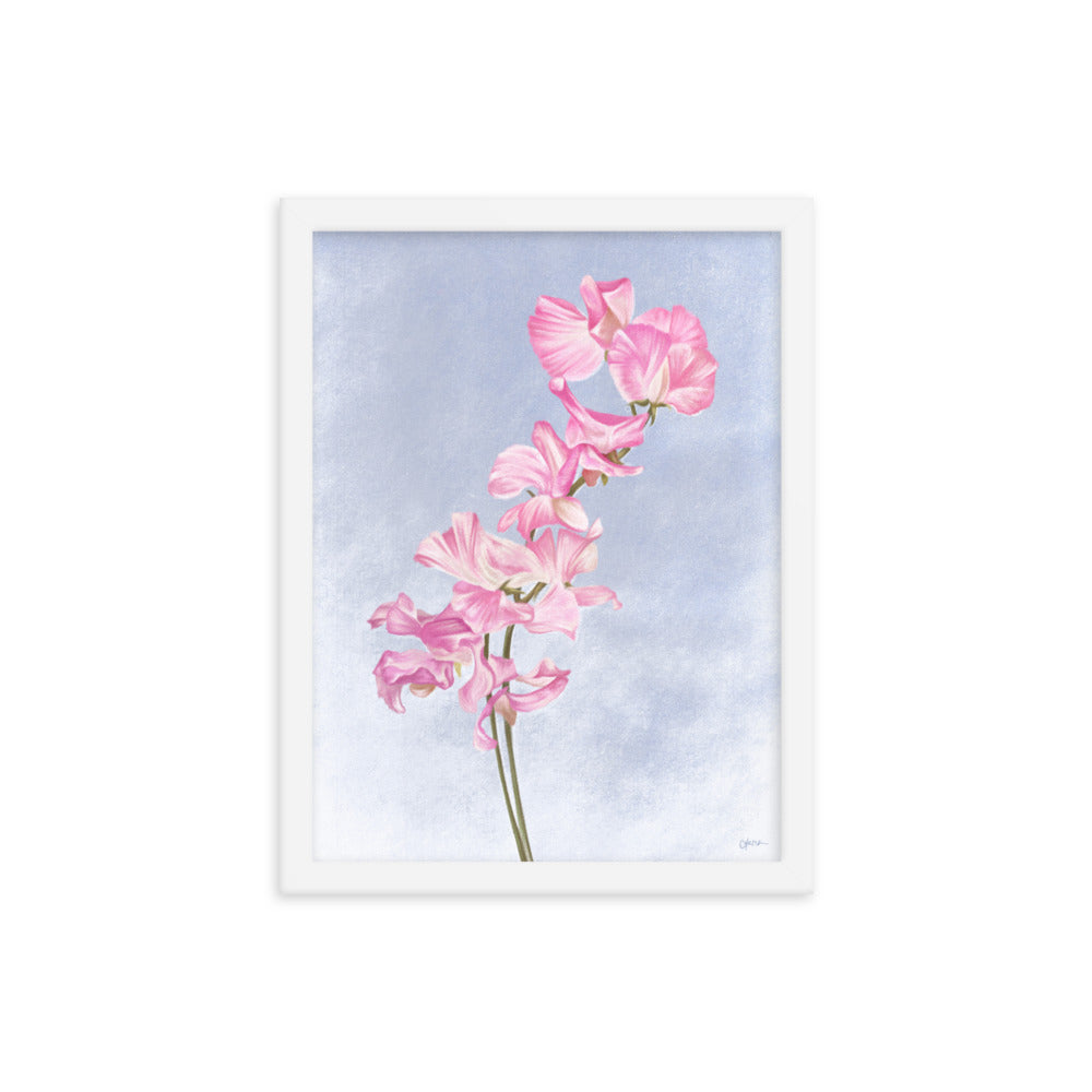 Sweet Pea (April) - Birth Flower Framed Print