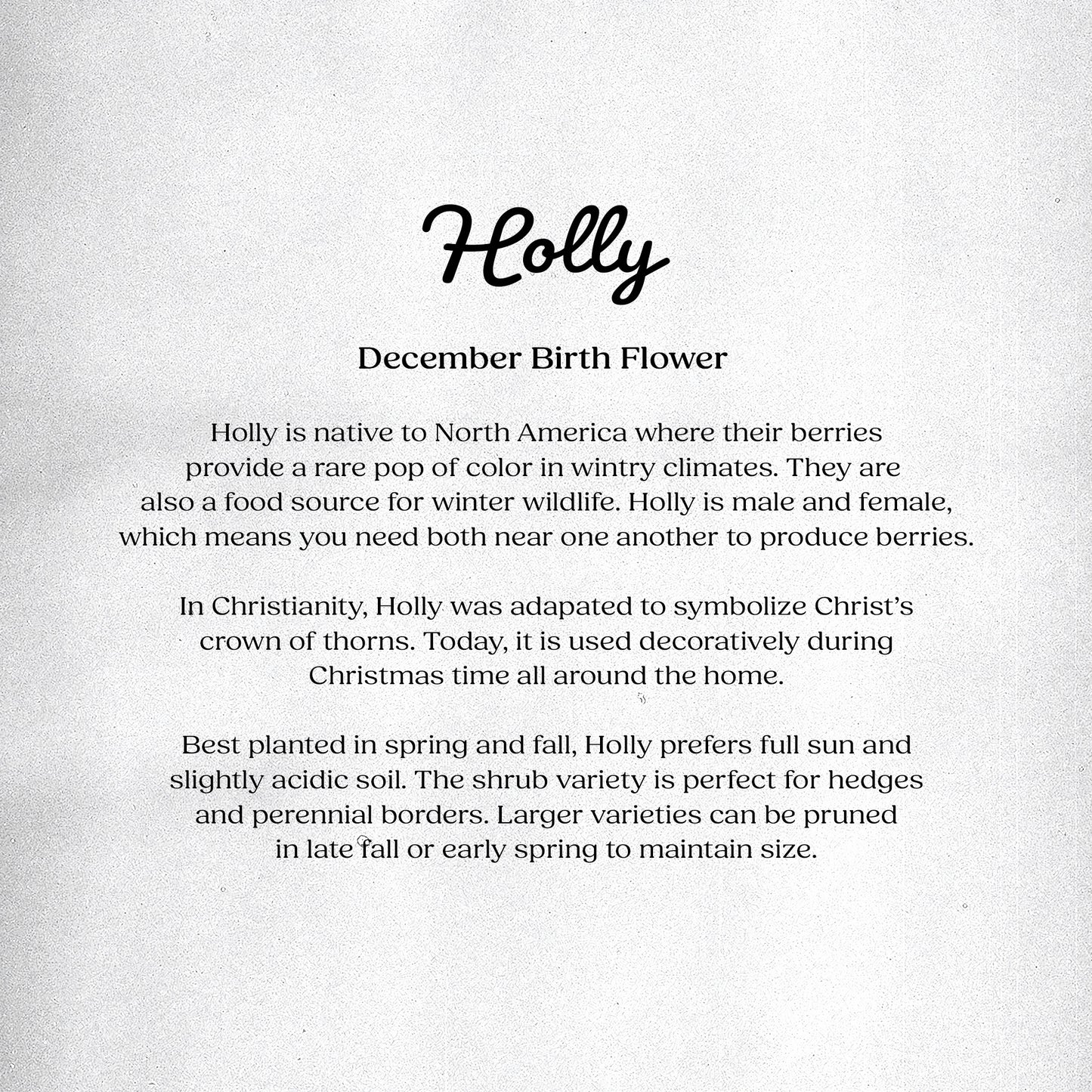 Holly (December) - Birth Flower Card 5x7