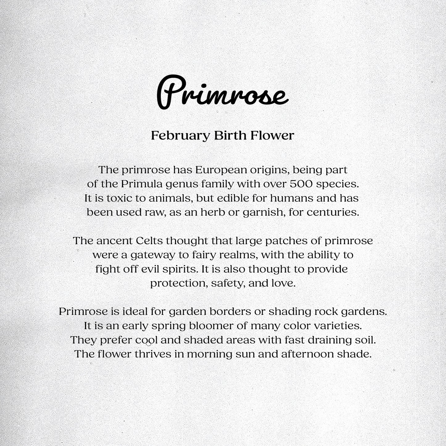 Primrose (February) - Birth Flower Card 5x7