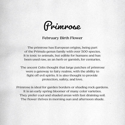 Primrose (February) - Birth Flower Card 5x7