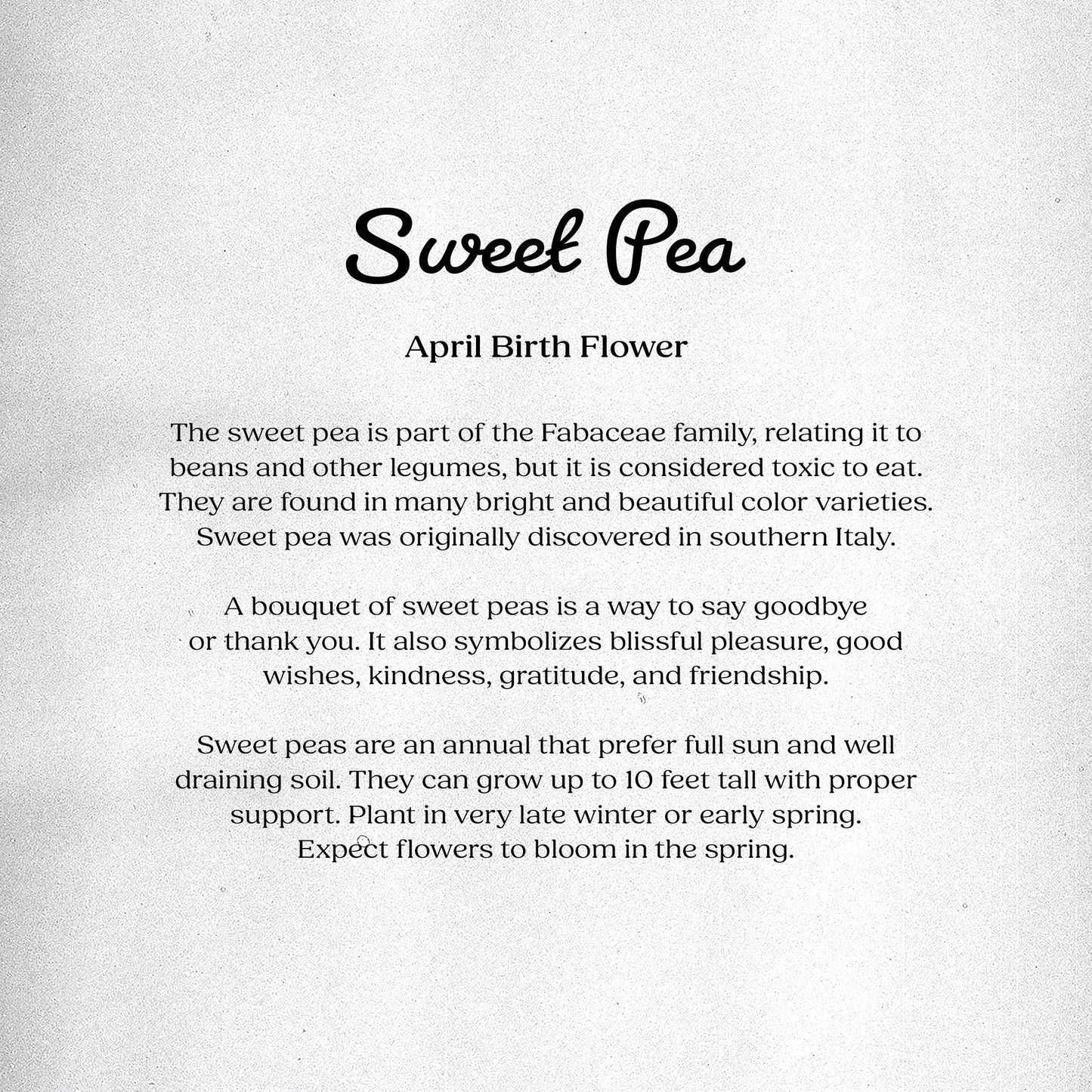 Sweet Pea (April) - Birth Flower Card 5x7