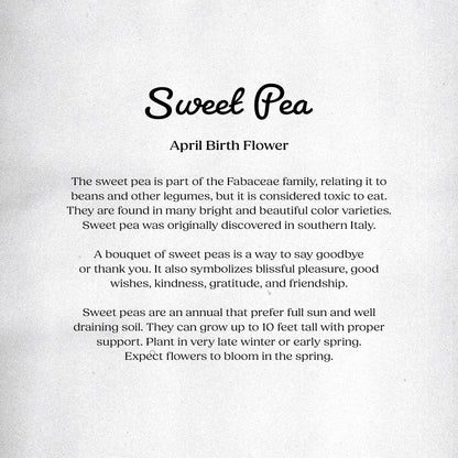 Sweet Pea (April) - Birth Flower Card 5x7