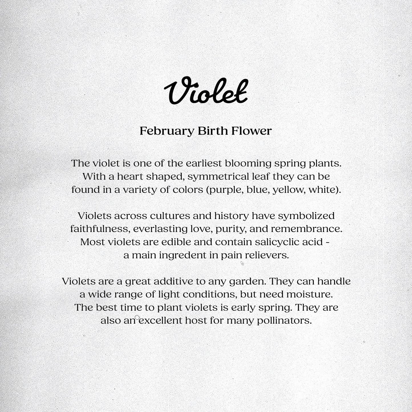 Violet (February) - Birth Flower Card 5x7